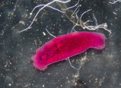 Le nettoyage du foie des parasites selon semenovoj