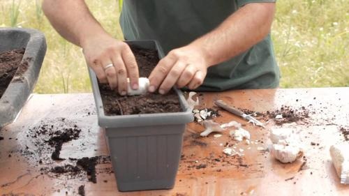 Comment planter de l’ail et de l’oignon chez vous ?