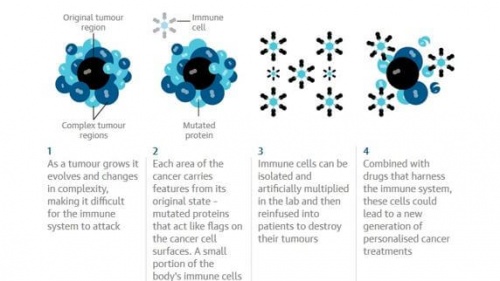 Systeme-immunitaire-en-lutte-contre-le-cancer