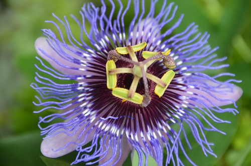 Passiflore