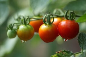 les bienfaits de la tomate sont nombreux