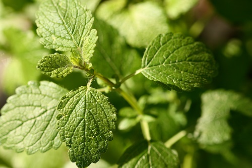 Infusion de mélisse pour combattre le stress