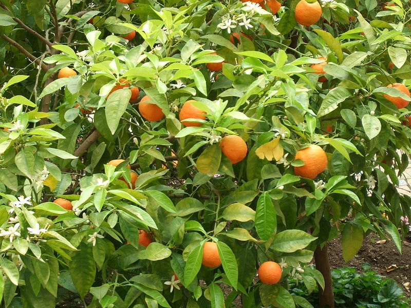 Fleurs d'orange amère