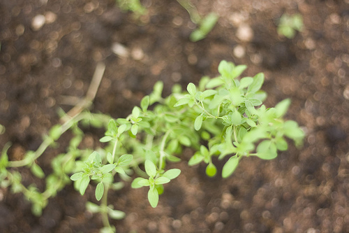 L'huile essentielle d'origan est idéale pour les caries.