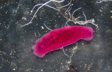 Remèdes naturels pour éliminer les parasites