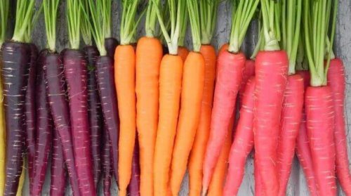 Les carottes soulagent la colite 