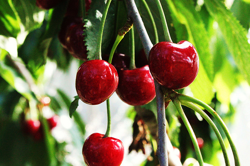 mélatonine dans les cerises