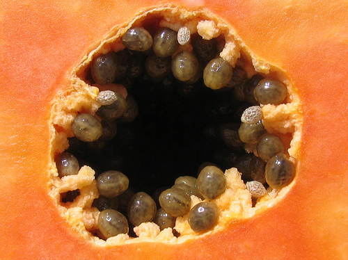 graines de papaye pour éliminer les parasites