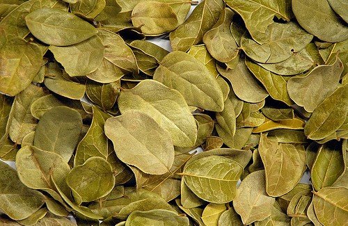 Une tisane de boldo soulage les brûlures d'estomac