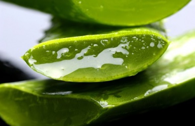 Les propriétés de l'aloe vera