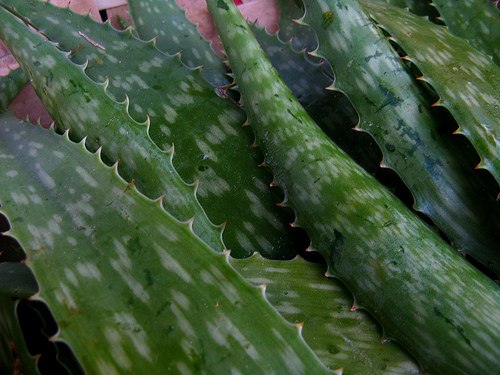 propriétés de l'aloe vera
