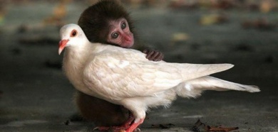 Le pouvoir des caresses