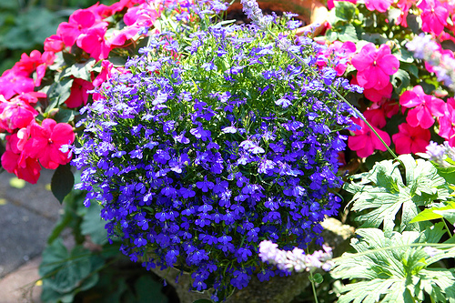 la lobélie pour arrêter le tabac