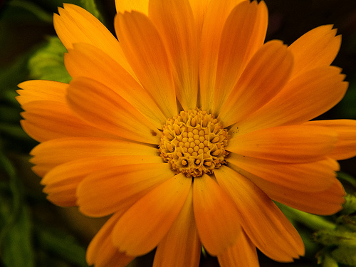 la calendula pour diminuer l'inflammation