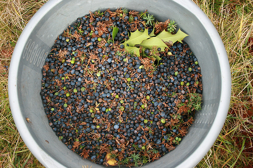 le genévrier pour soigner la mauvaise haleine