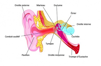 Remèdes naturels contre les douleurs à l'oreille