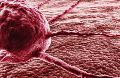 Le piment fort contre le cancer : le miracle de la capsaïcine