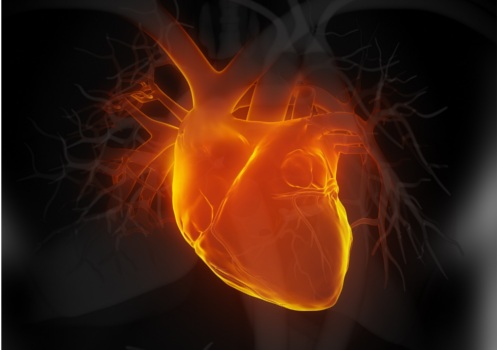 bienfaits du thé blanc : santé cardiaque