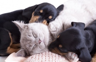 Les animaux de compagnie pour notre santé physique et mentale