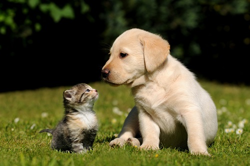 Chien et chat