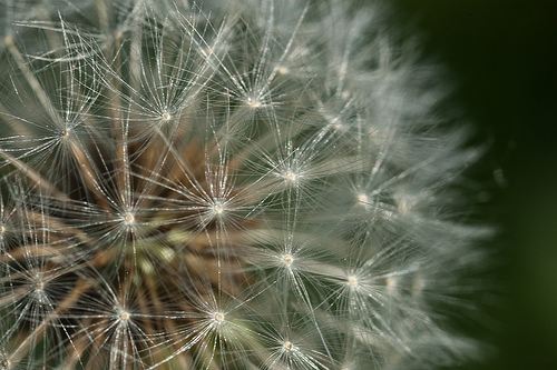 Pissenlit contre la fatigue chronique
