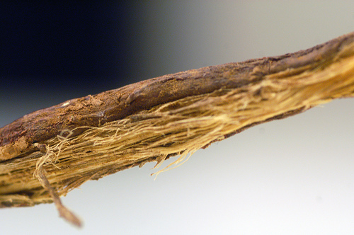 la rhinite allergique et le réglisse