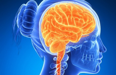 Des aliments pour stimuler le cerveau