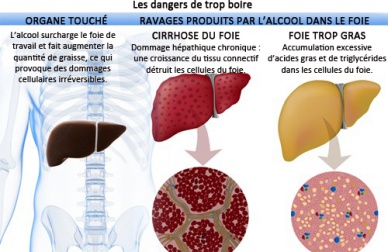 Les effets de l'alcool dans le corps