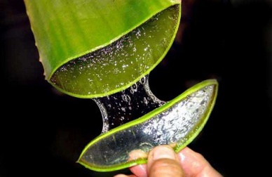 Comment préparer l'aloe vera pour traiter la constipation ?