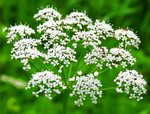 Les nerfs de l'estomac