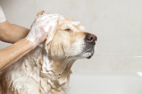 bain pour éviter les tiques chez les animaux