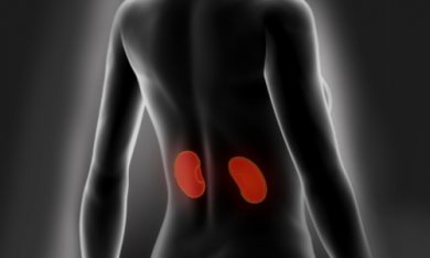 Conseils pour dépurer et soigner les reins