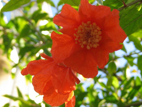 les bienfaits de la grenade et des ses fleurs