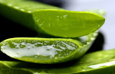 Les vertus de l'aloe vera comme plante médicinale