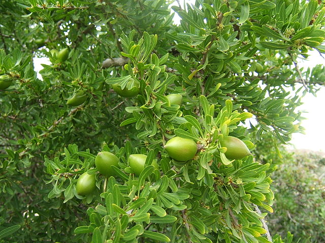 masque pour cheveux à l'huile d'argan