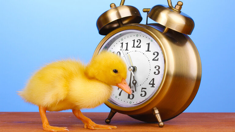 Les 4 règles de conduite matinales des triomphateurs