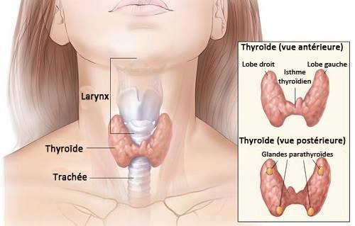 Comment détecter à temps les troubles de la thyroïde