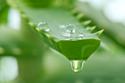 L'aloe vera sur les taches brunes.