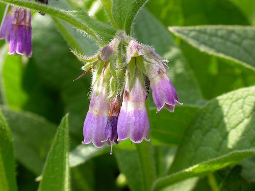 les plantes pour apaiser une tendinite