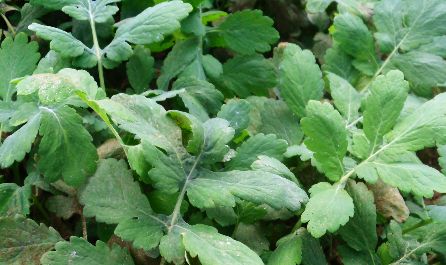 la grande chélidoine pour purifier le foie