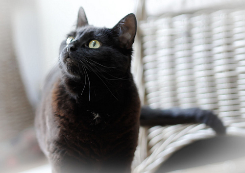 L'huile 'olive pour les chats.