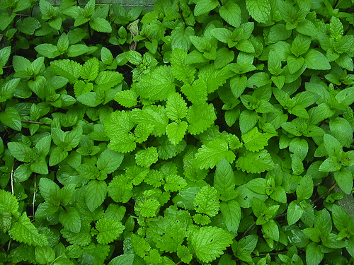Menthe