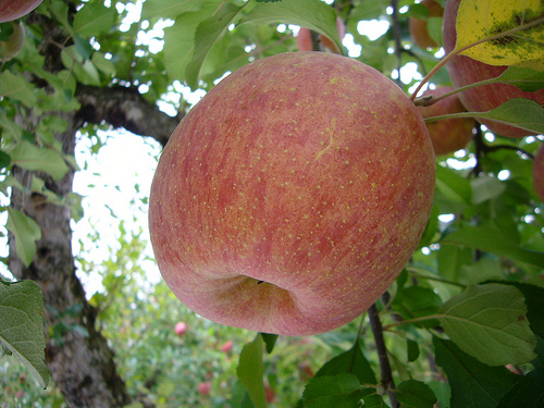 la pomme est un des meilleurs laxatifs naturels