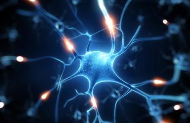 Le resvératrol : un excellent bouclier pour le cerveau ?