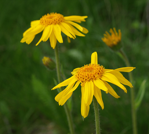 arnica pour traiter les douleurs aux genoux