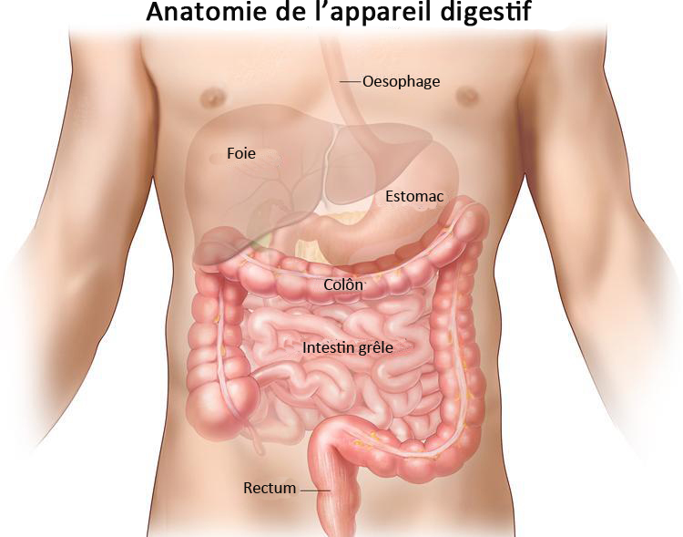 Anatomie de l'appareil digestif