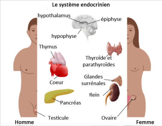 hormone