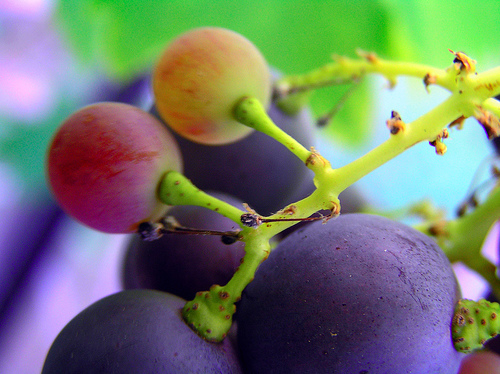 Le raisin fait partie des analgésiques naturels.
