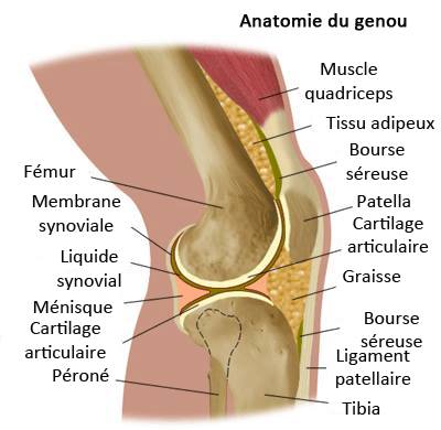 articulation du genou