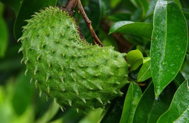 Le corossolier, un véritable miracle anti-cancer !